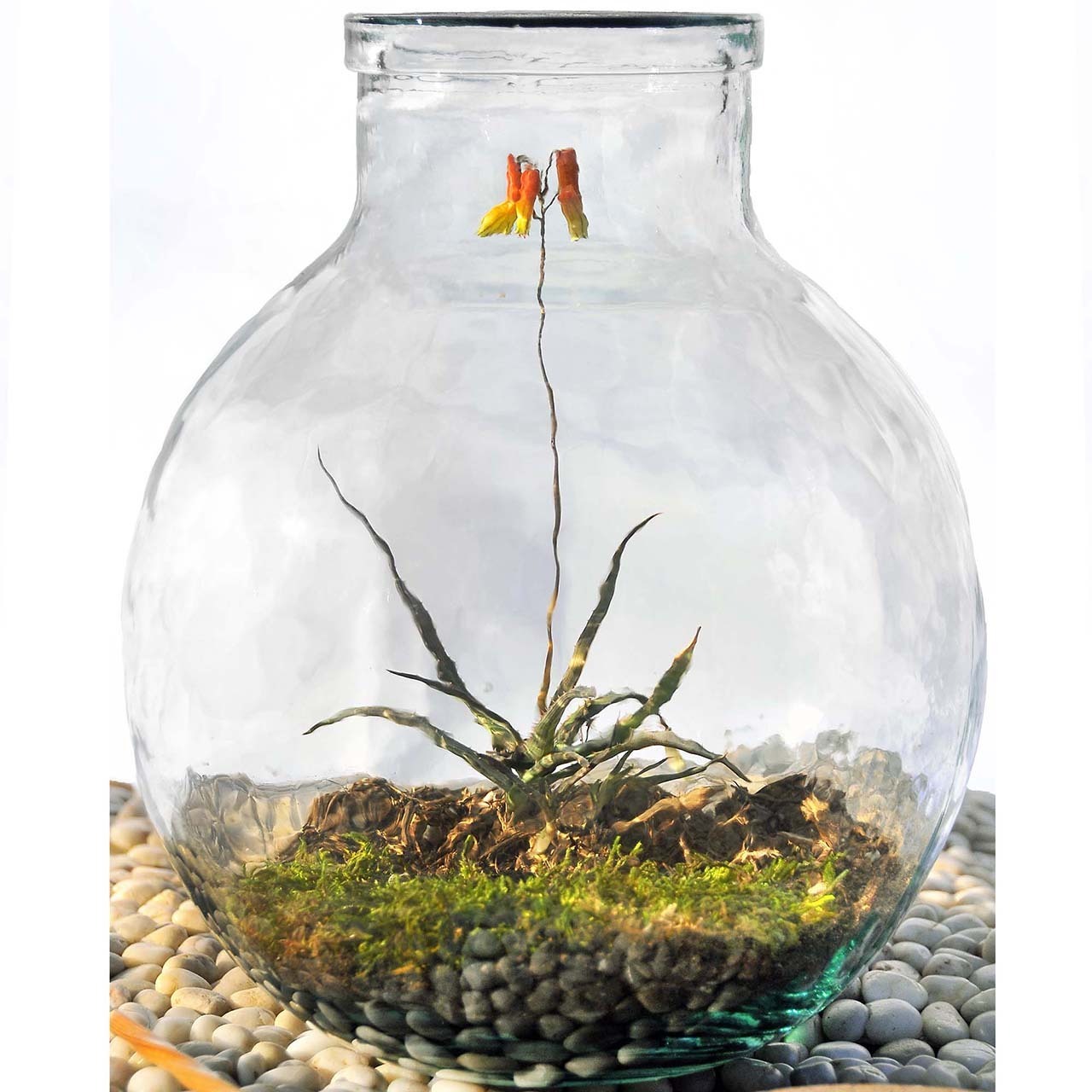8 Liter Sphere Glass Jar with Terrarium Flower