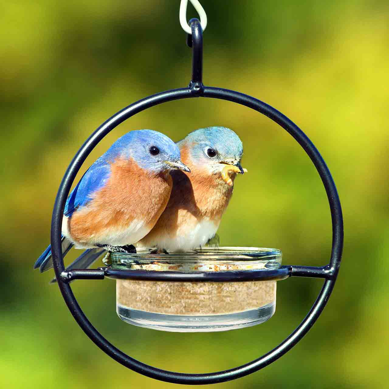 Hummble Basic Feeder with Bluebirds and Mealworms