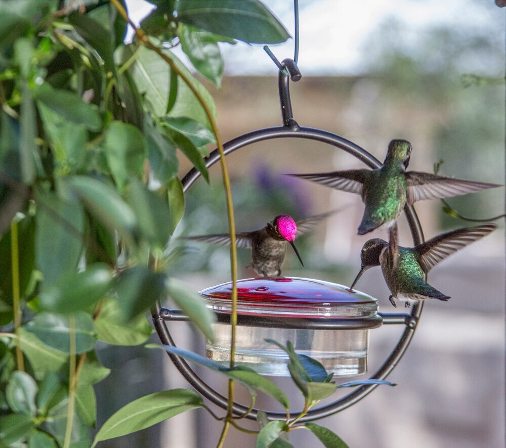 Hummble Slim by Bush with Hummingbirds