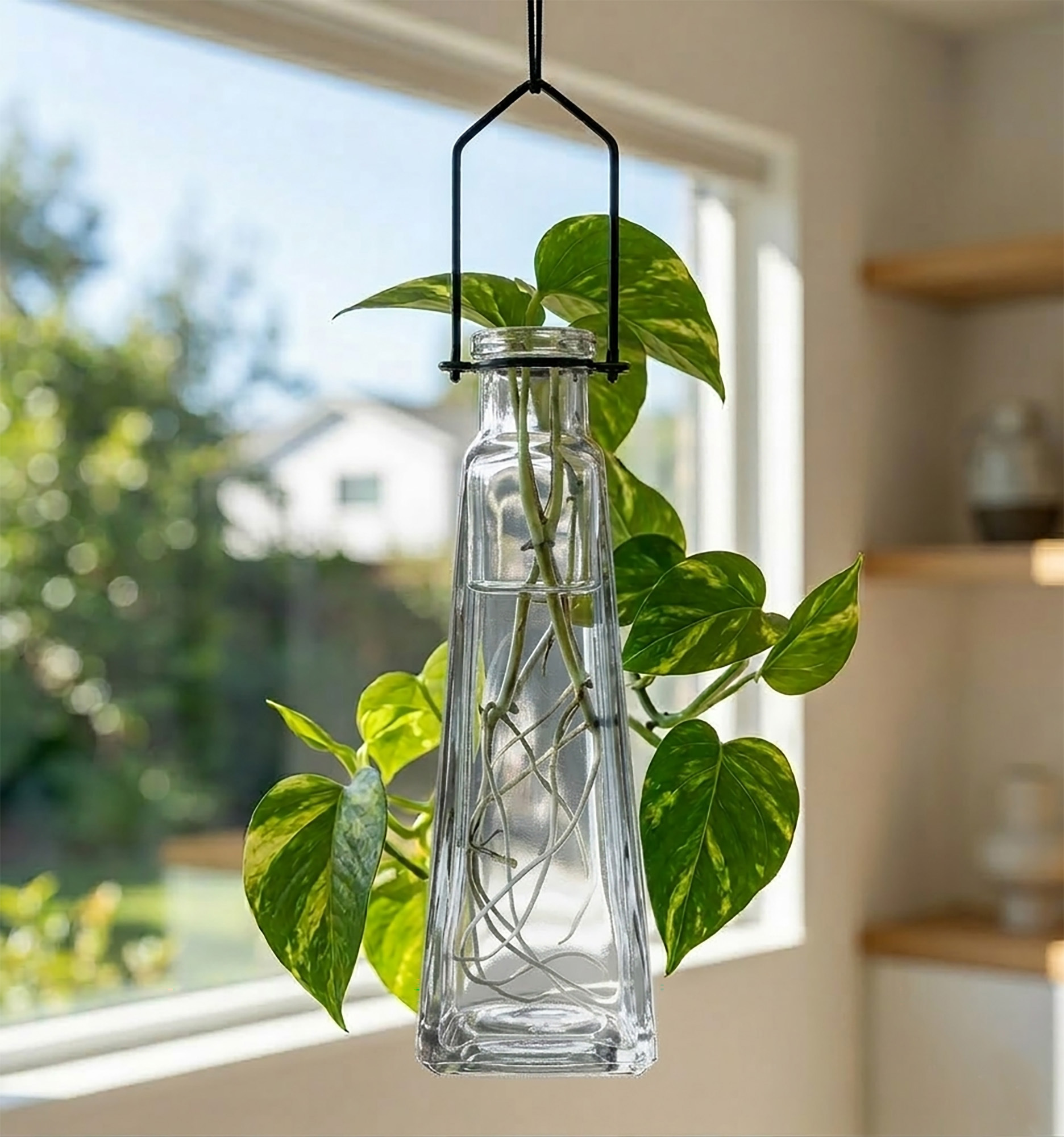 Hanging Pyramid Vase Clear Glass with Rooting Pothos in Window of Suburban Home