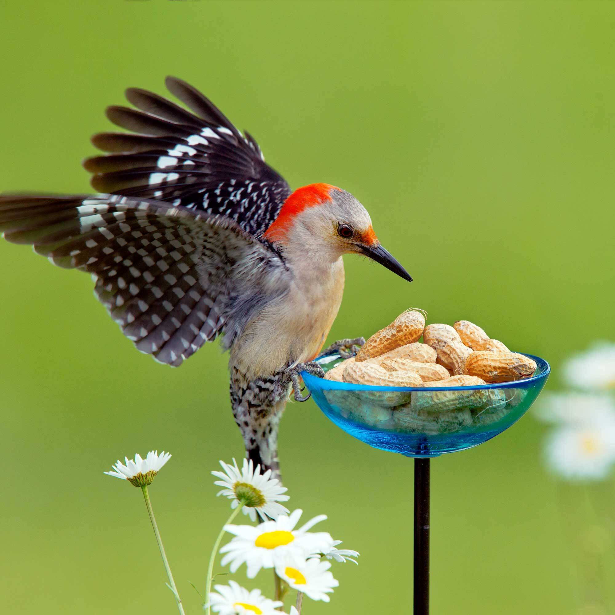 Poppy Bird Bath or Garden Stake and Woodpecker with Aqua Dish and Peanuts