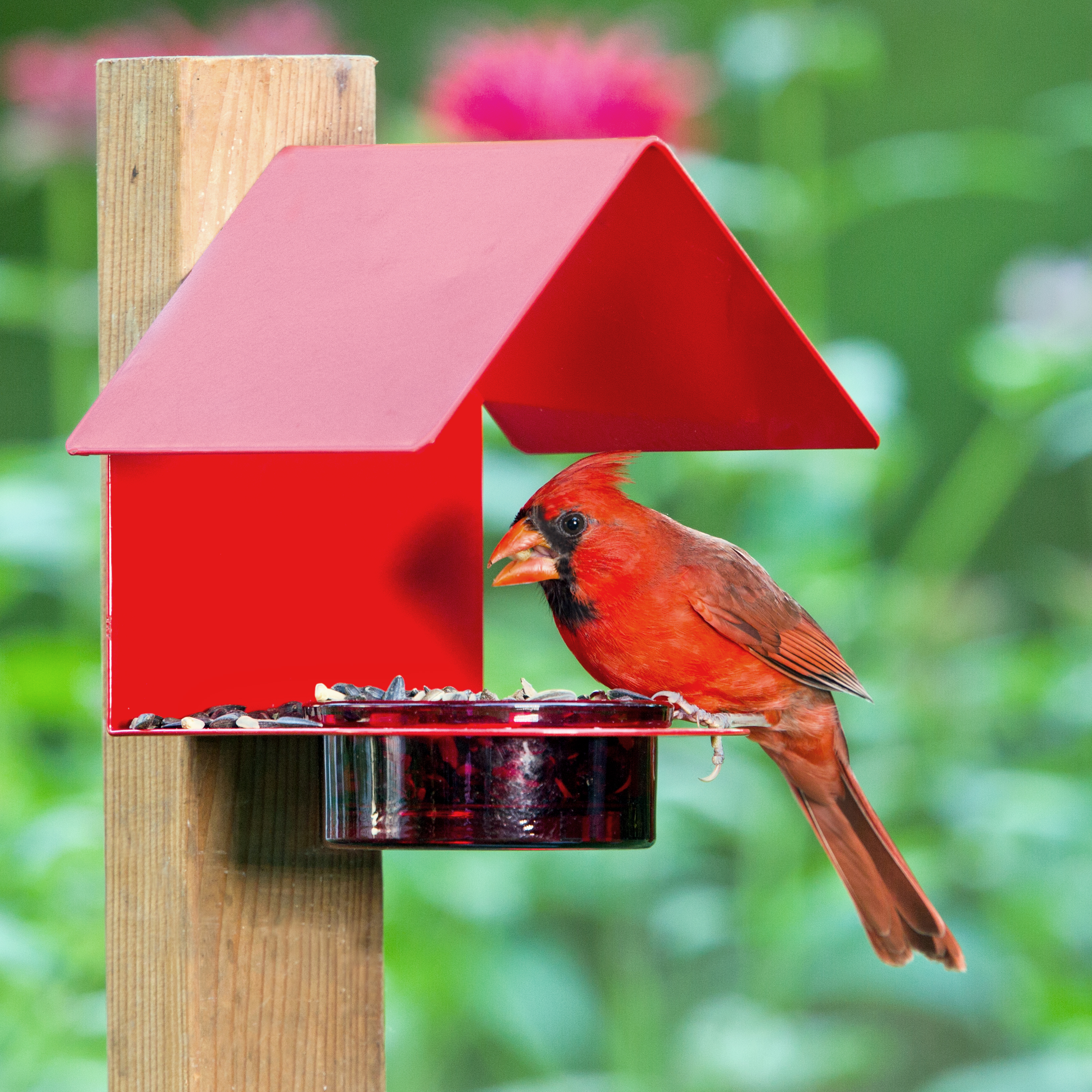 Cottage Bird Feeder Birdhouse Red with Northern Cardinal Eating Sunflower Seeds