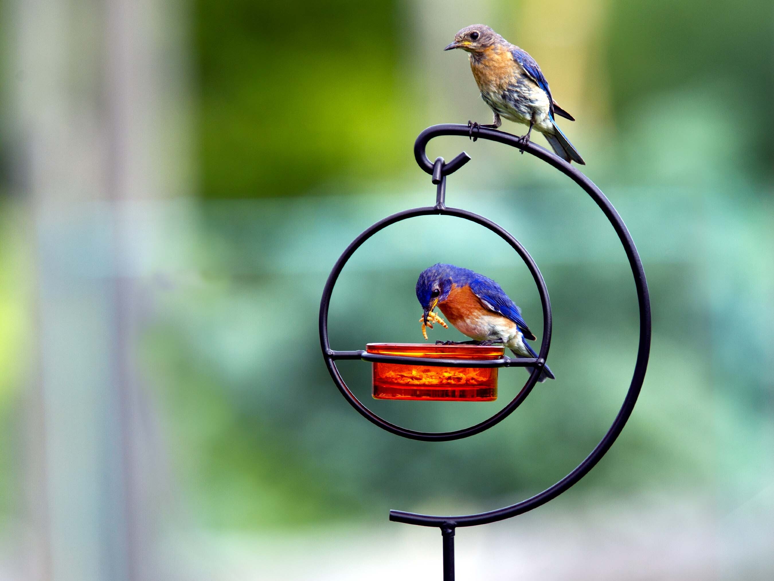 Hummble Basic Feeder Orange with Garden Stake and Bluebirds with Mealworms