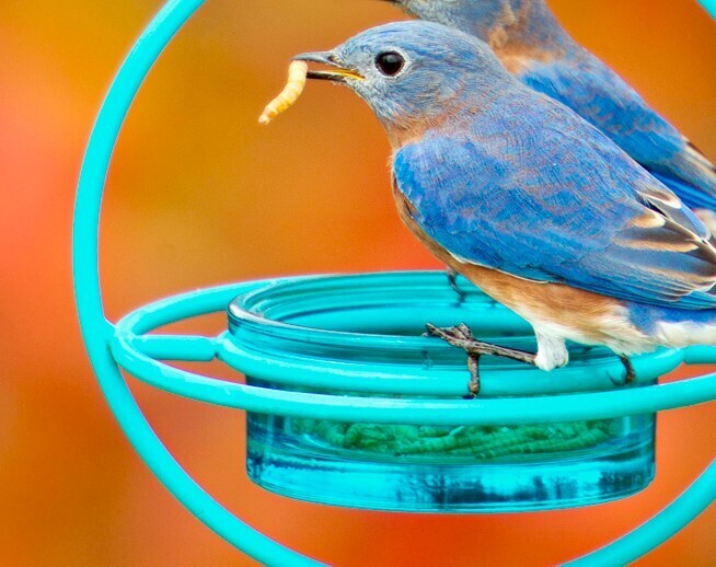 Trivia Container Aqua in Aqua Bird Feeder with Mealworms and Bluebirds