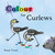 Colour for Curlews by Renée Treml. An adorable case of Australian birds introduce readers to the joy of colours and colour mixing.