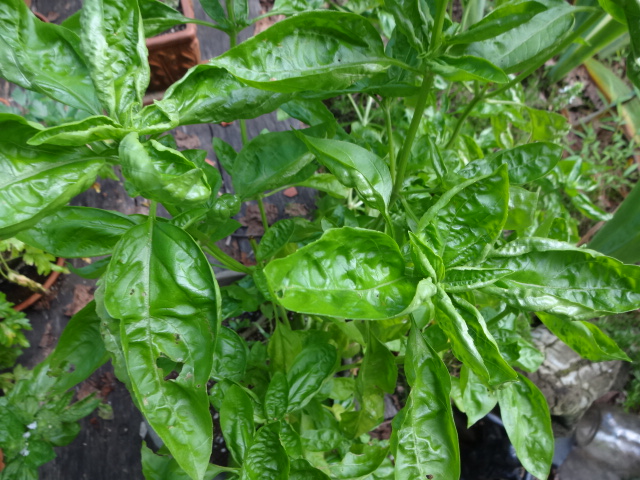 Basil Abounds - Virginia Vinegar Works