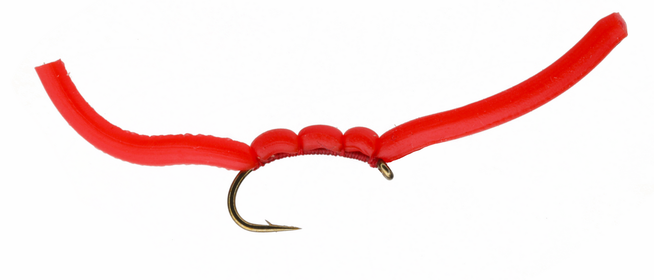 Red Wiggler Worm