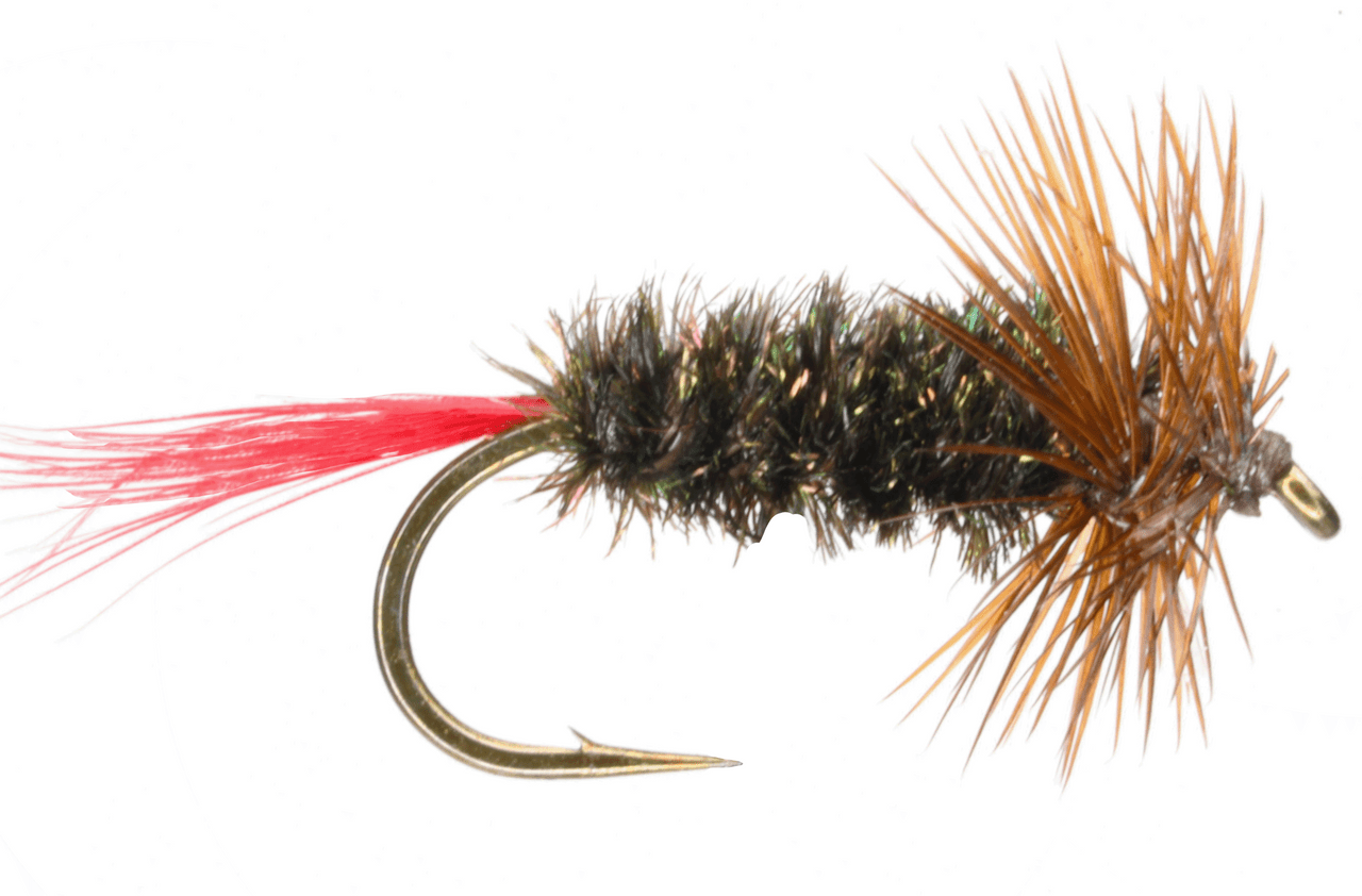 Brown Hackle Peacock