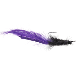 Black/ Purple Bunny Toad Black/ Purple Bunny Toad