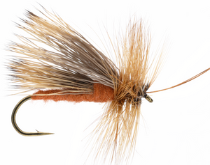 Adult October Caddis