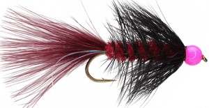 Blood Egg Sucking Leech Blood Egg Sucking Leech