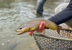 April Caddis April Caddis