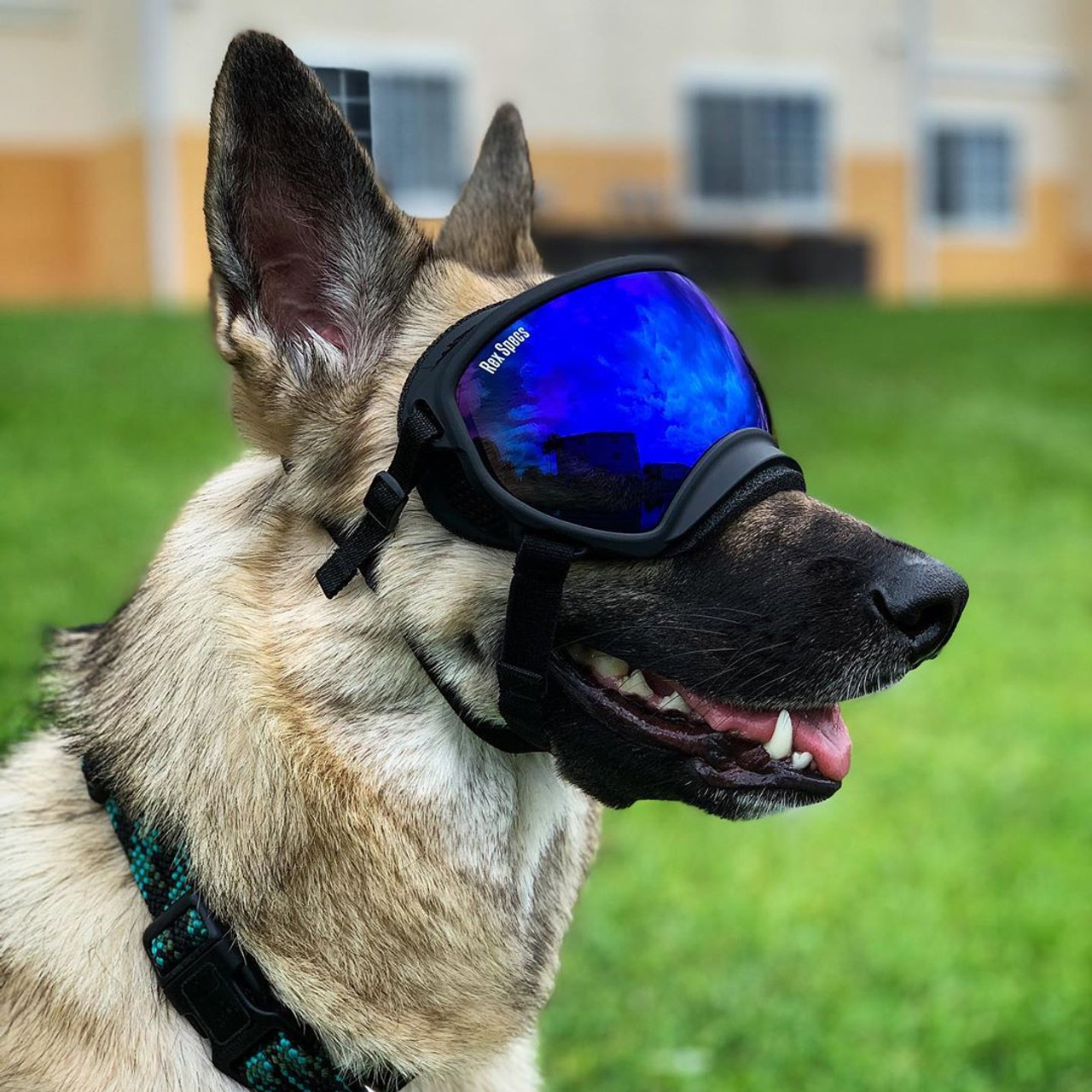 Rex Specs Small Goggles ONE FIT K9™