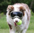 Rex Specs dog goggles are protective eyewear for the active dog. They are stable and secure while still allowing for full jaw motion and field of view. Rex Specs protect your dogs eyes from debris, environmental hazards, and sun.