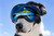 Rex Specs dog goggles are protective eyewear for the active dog. They are stable and secure while still allowing for full jaw motion and field of view. Rex Specs protect your dogs eyes from debris, environmental hazards, and sun.