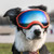 Rex Specs Medium Goggles