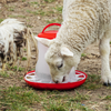 Poultry Feeder 3kg - Pack of 3