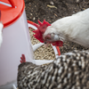 Poultry Feeder 6kg - Pack of 2