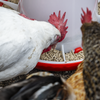 Poultry Feeder 6kg - Pack of 2