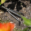 Hand Cultivator with Soft Grip Handle & Stainless Steel Tines