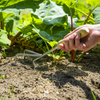 Premier Cultivator with Short Ash Handle & Stainless Steel Tines