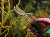 Kent & Stowe - Traditional Bypass Secateurs