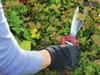 #-Kent & Stowe - Topiary Shears