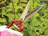 Kent & Stowe - Perennial Hand Shears