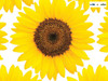 Shurtape - Duck Tape® 48mm x 9.1m Sunflower