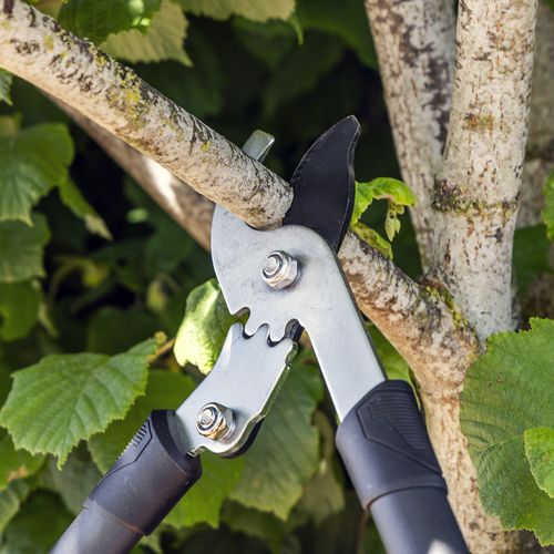 Telescopic Bypass Lopping Shears with Soft Grip Handle, Geared & Carbon Steel Blade
