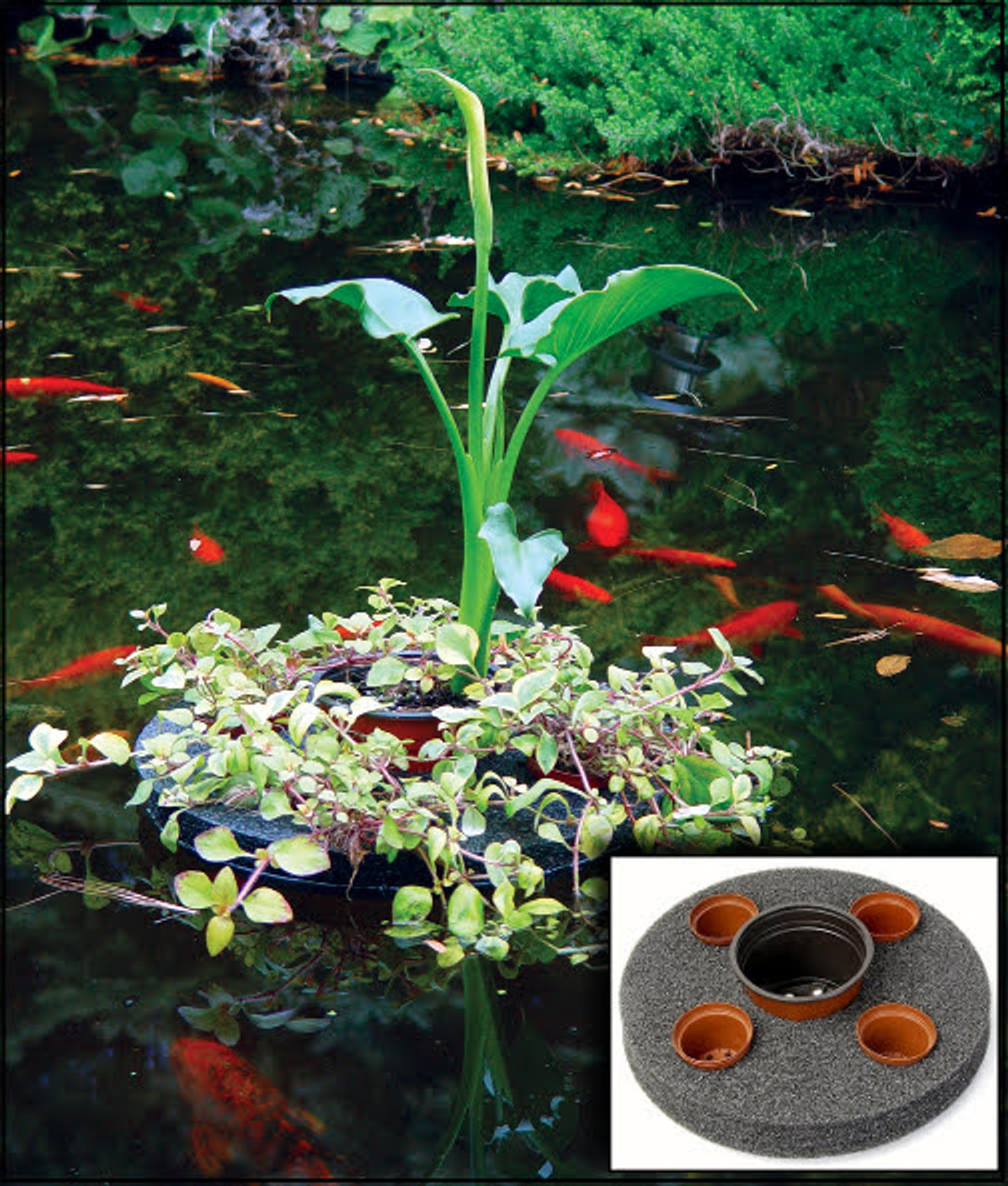 Floating Pond Planter Sundial | Aquatic Plant Care