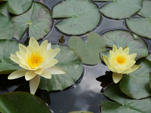 How to Divide or Repot Water Lilies