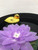 Green Vista Mini Aquatic Garden w/ Dragonfly, Baby Duck and Purple Silk Lily Decor