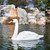 Floating Swan Decoy - In use