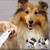 Dog Nail Grinder and Trimmer