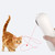 Motion Interactive Cat Laser Toy – Automatic Laser Pet Toy – Fun & Engaging Playtime for Cats