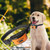 Rechargeable Dog Bark Collar with Smart Bark Detection, Adjustable Sensitivity and Humane Training Modes