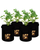 Potato Grow Bag - 4packs - Durable Flexible Reusable Breathable - Perfect for planting Potatoes Radish Carrots Onions and more
