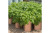 Potato Grow Bag – 8pack