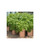 8-Pack Potato Grow Bags 7 Gallon Fabric Planter Pots with Access Harvest Window Flap Breathable Smart Pots