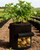 8-Pack Potato Grow Bags 7 Gallon Fabric Planter Pots with Access Harvest Window Flap Breathable Smart Pots
