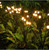 Glowing Firefly Solar Decorations – Magical Outdoor Yard Garden Lights