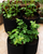 4 Pack Potato Grow Bags - Planting Pots with Handles for Vegetables Garden Growing