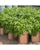 4 Pack Potato Grow Bags - Planting Pots with Handles for Vegetables Garden Growing