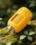Portable Digital Microscope for Kids – Version 2, 1000X Magnification with 1.54 Inch IPS Screen