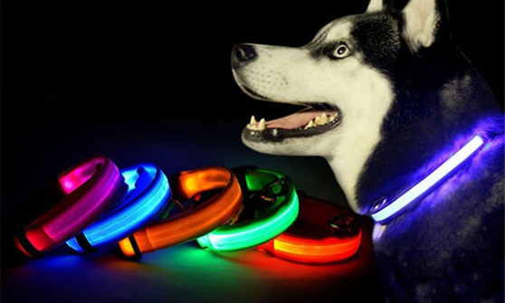 Dog Collar with LED  Lights