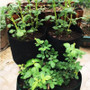 Potato Grow Bag - 4packs Potato Grow Bag - 4packs
