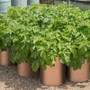 Potato Grow Bag - 4packs Potato Grow Bag - 4packs