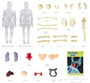 3D Human Body Skeleton