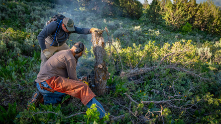 MULE DEER CONSERVATION PROJECT AT HARDWARE RANCH